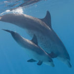 Dolphins Encounter